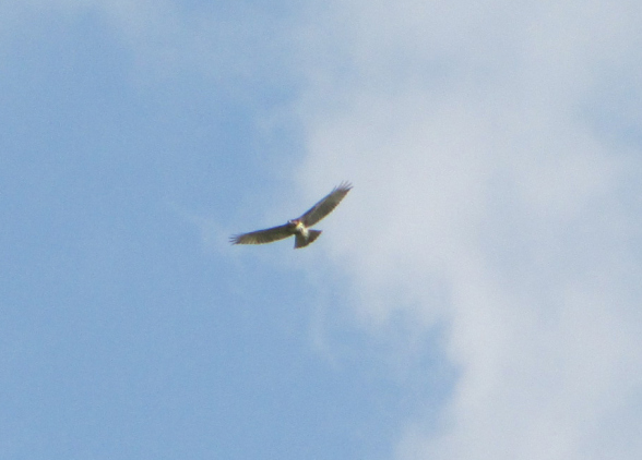red-tail-hawk-best2